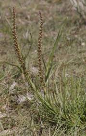 Attēlu rezultāti vaicājumam “Juncaginaceae”