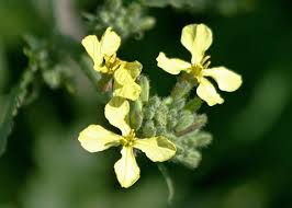 Image result for Raphanus sativus ssp. Oleiformes