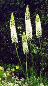 Image result for Steppenkerze