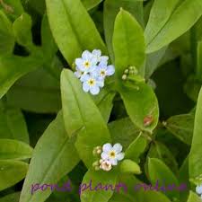 Attēlu rezultāti vaicājumam “Myosotis”