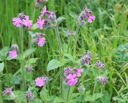 Attēlu rezultāti vaicājumam “Silene dioica”