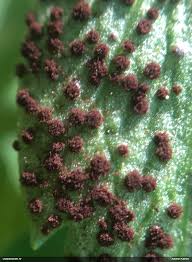 Attēlu rezultāti vaicājumam “Tranzschelia anemones”