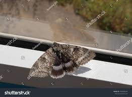 Attēlu rezultāti vaicājumam “Catocala fraxini”