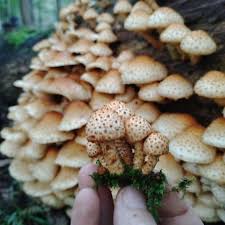 Attēlu rezultāti vaicājumam “Pholiota squarrosoides”