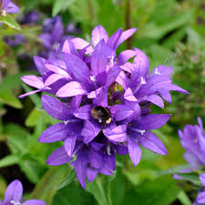 Image result for Campanula strigosa