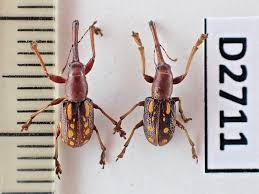 Attēlu rezultāti vaicājumam “Attelabidae”
