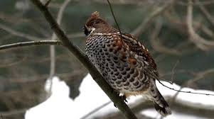 Attēlu rezultāti vaicājumam “Tetrastes bonasia female”