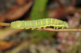 Attēlu rezultāti vaicājumam “Lacanobia oleracea”