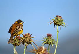 Image result for Emberiza melanocephala