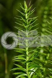 Attēlu rezultāti vaicājumam “Lycopodium annotinum”