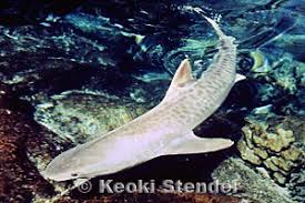 Image result for Galeocerdo cuvier