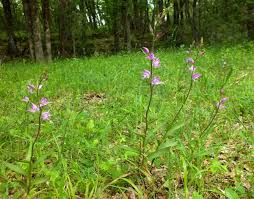 Attēlu rezultāti vaicājumam “Cephalanthera rubra leaf”