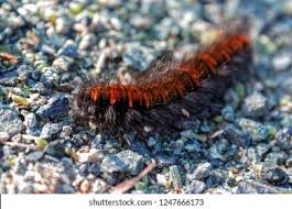 Attēlu rezultāti vaicājumam “Arctia caja larva”