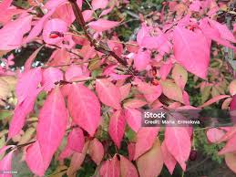 Attēlu rezultāti vaicājumam “Euonymus europaeus leaf”