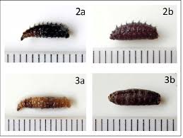 Attēlu rezultāti vaicājumam “Acronicta megacephala larva”