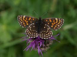 Attēlu rezultāti vaicājumam “Melitaea diamina underside”