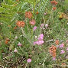 Attēlu rezultāti vaicājumam “Erica tetralix leaf”