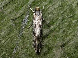 Attēlu rezultāti vaicājumam “Nemapogon cloacella”