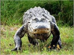 Image result for Alligator mississippiensis