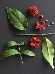 Attēlu rezultāti vaicājumam “Euonymus fruit”