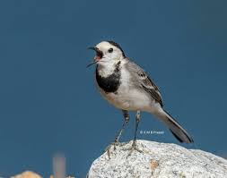 Attēlu rezultāti vaicājumam “Motacilla alba”