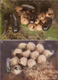 Attēlu rezultāti vaicājumam “Galerucella nymphaeae”