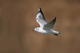 Attēlu rezultāti vaicājumam “Larus ridibundus juvenile”
