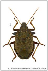 Attēlu rezultāti vaicājumam “Picromerus bidens”