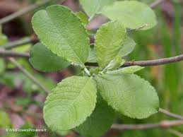 Attēlu rezultāti vaicājumam “Salix caprea”