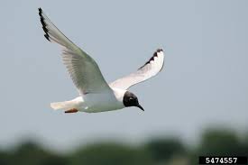 Image result for Chroicocephalus philadelphia