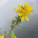 Attēlu rezultāti vaicājumam “Lysimachia vulgaris fruit”