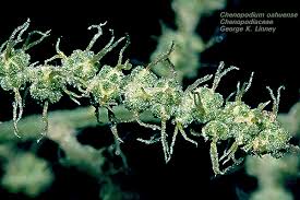 Attēlu rezultāti vaicājumam “Chenopodiaceae”