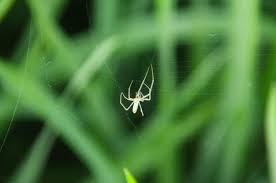 Attēlu rezultāti vaicājumam “Tetragnatha montana”