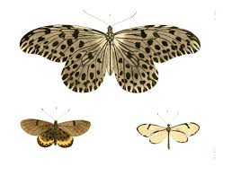 Attēlu rezultāti vaicājumam “Cribraria ferruginea stalked”