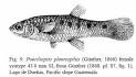 Revista de Biología Tropical - A new species of poeciliid fish ...