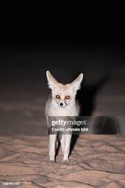 Attēlu rezultāti vaicājumam “Vulpes zerda”