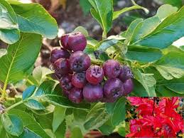 Attēlu rezultāti vaicājumam “x Sorbaronia fallax”