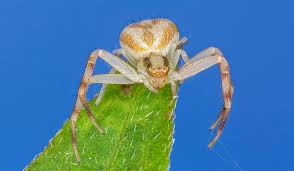 Image result for spider