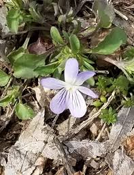 Attēlu rezultāti vaicājumam “Viola tricolor subsp. curtisii bud”