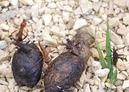 Image result for insect poop