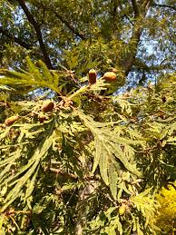 Attēlu rezultāti vaicājumam “Quercus robur fo. pectinata”