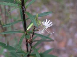 Attēlu rezultāti vaicājumam “Silene tatarica”