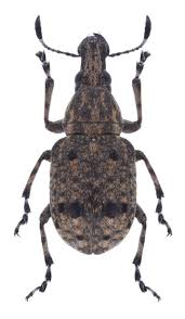 Attēlu rezultāti vaicājumam “Anthribidae”