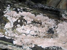 Attēlu rezultāti vaicājumam “Corticium roseum”