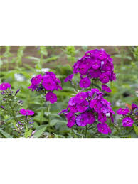 Image result for Phlox (großblumig)
