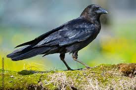 Attēlu rezultāti vaicājumam “Corvidae”