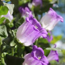 Image result for Marienglockenblumen