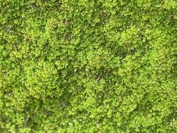 Attēlu rezultāti vaicājumam “Bryum pallens sporophyte”