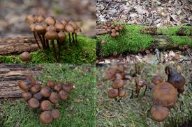 Attēlu rezultāti vaicājumam “Mycena stipata”