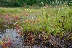 Attēlu rezultāti vaicājumam “Rhynchospora alba”